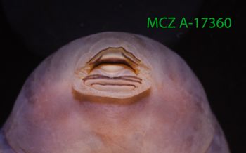 Media type: image;   Herpetology A-17360 Description: Specimen photo;  Aspect: toothrows